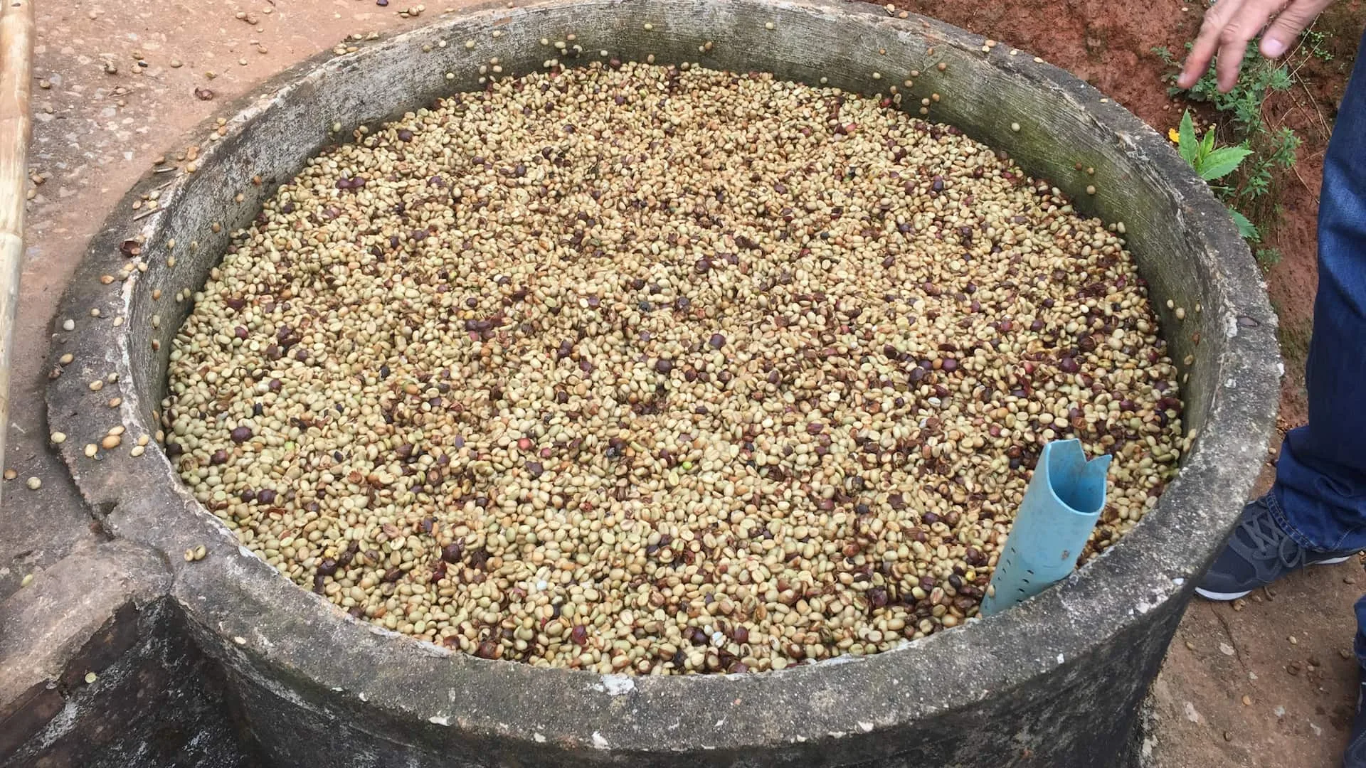 Makes Coffee Doi Pha Hee Coffee Beans